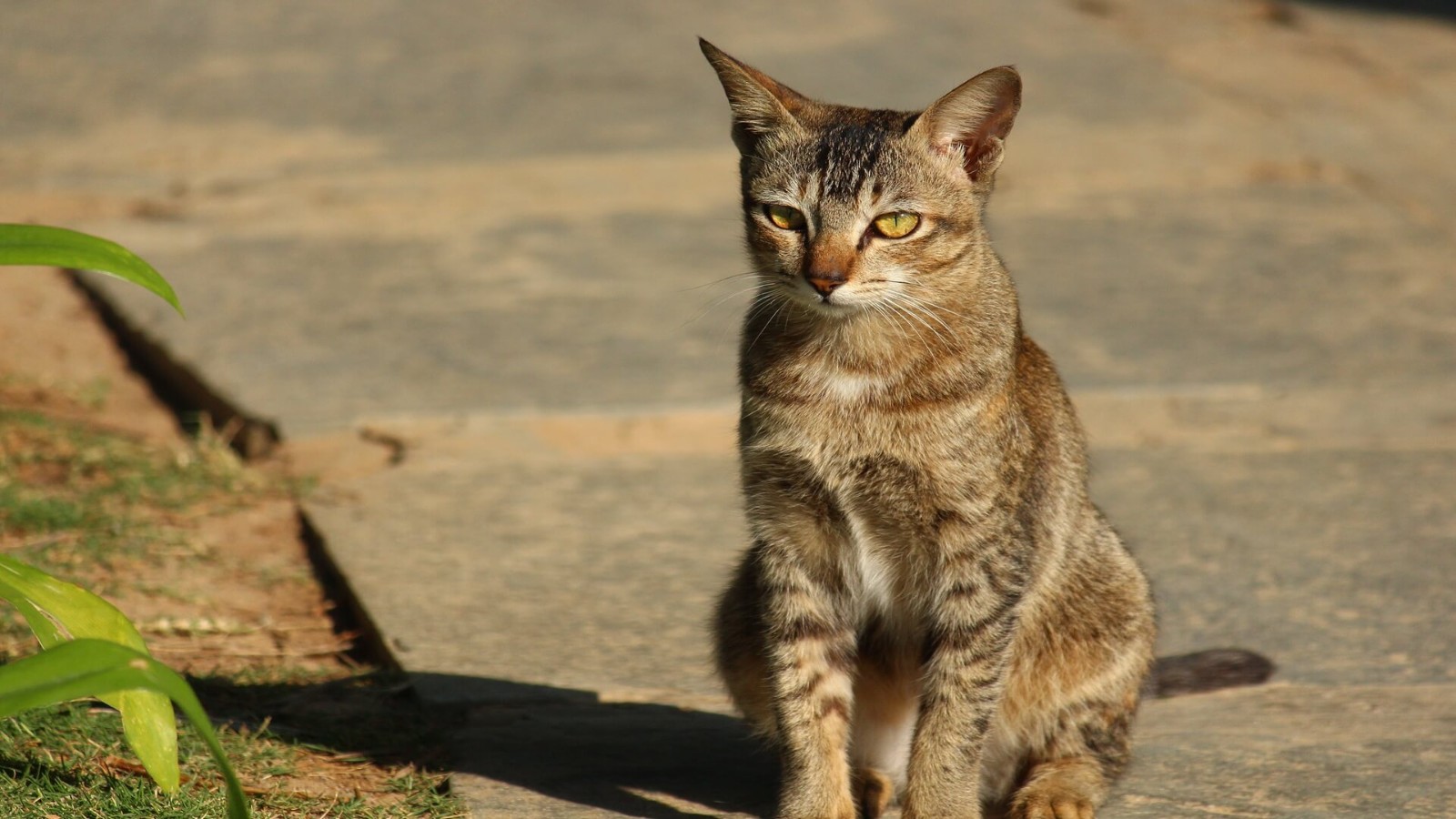 Still, but make no mistake.... fully awake. One ear follows you, the other catches distant sounds. Her eyes stay locked, but...