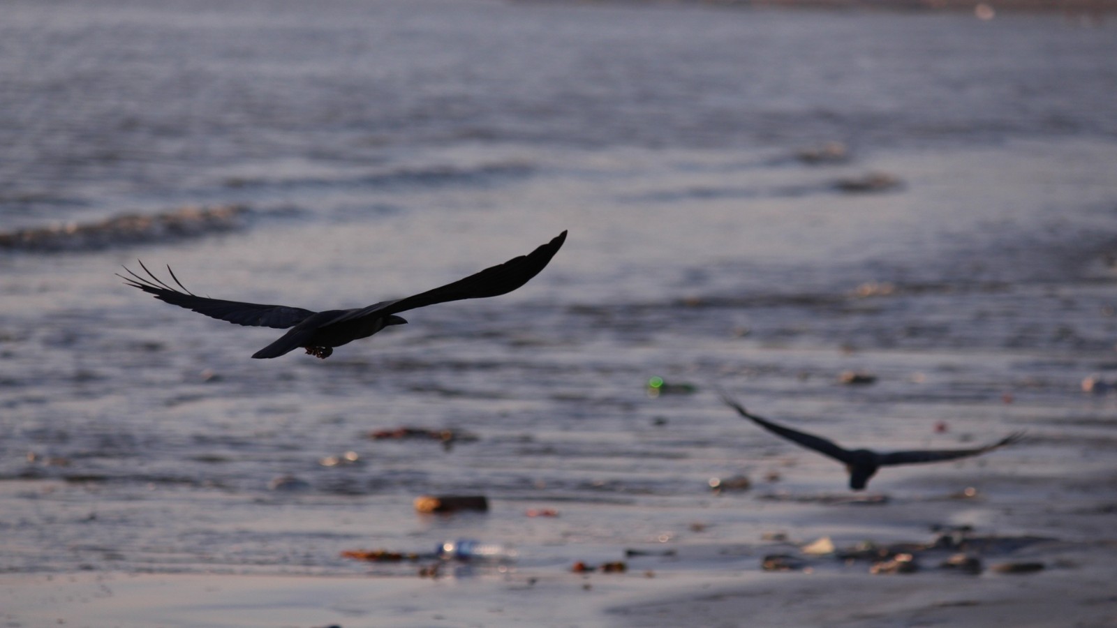 These wings sweep low above the wounded tide, unafraid to cross the lines where beauty and sadness tangle in the morning ligh...