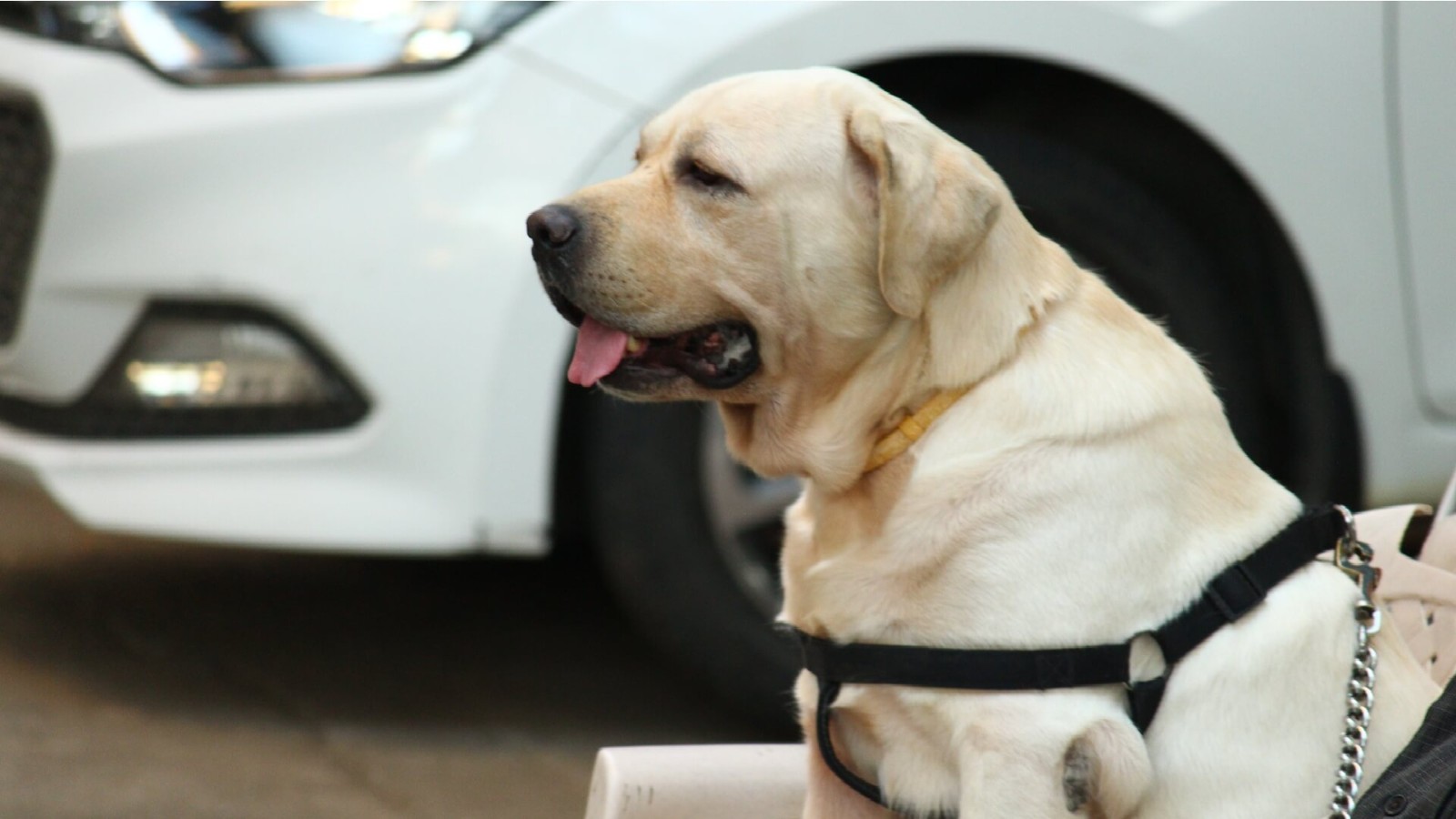 He sits quietly, golden and strong, his eyes soft with trust. Beneath the harness and beside the busy world, he waits with pa...
